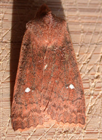 Straight-toothed Sallow